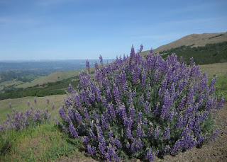 Purple bush lupine on the slopes of Mt. Diablo, near Danville, California