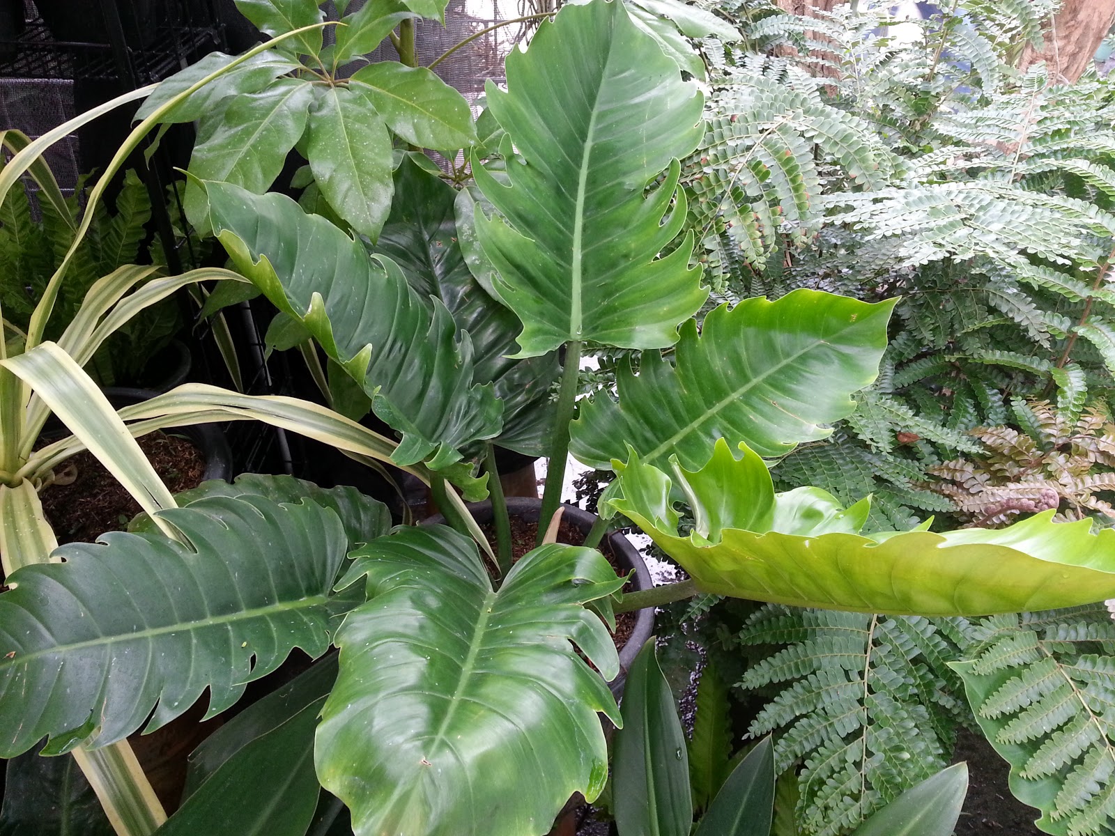 Philodendron Gardener: Some Philodendrons on Sale at the ...