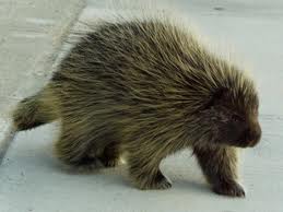are porcupines nocturnal