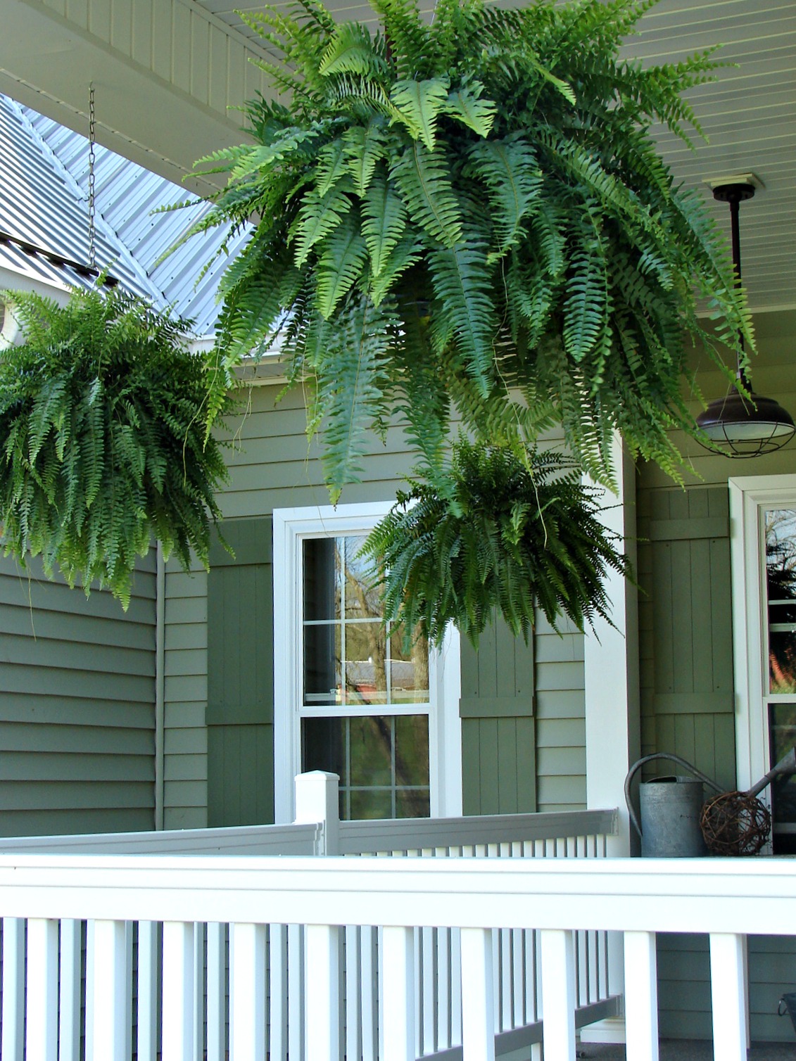 Cobblestone Farms Ahhhhh....FERNS...