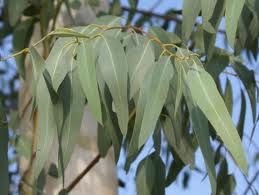 Eucalipto (Eucalyptus globulus L.):