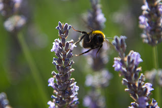 Some working bumblebees at Wild Earth