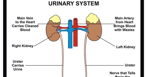 Entertainment News: Urinary System Facts, Functions & Diseases