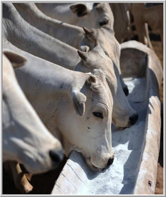 SALT FOR BEEF CATTLE S T R A V A G A N Z A