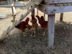 Ayam Kampung Asli