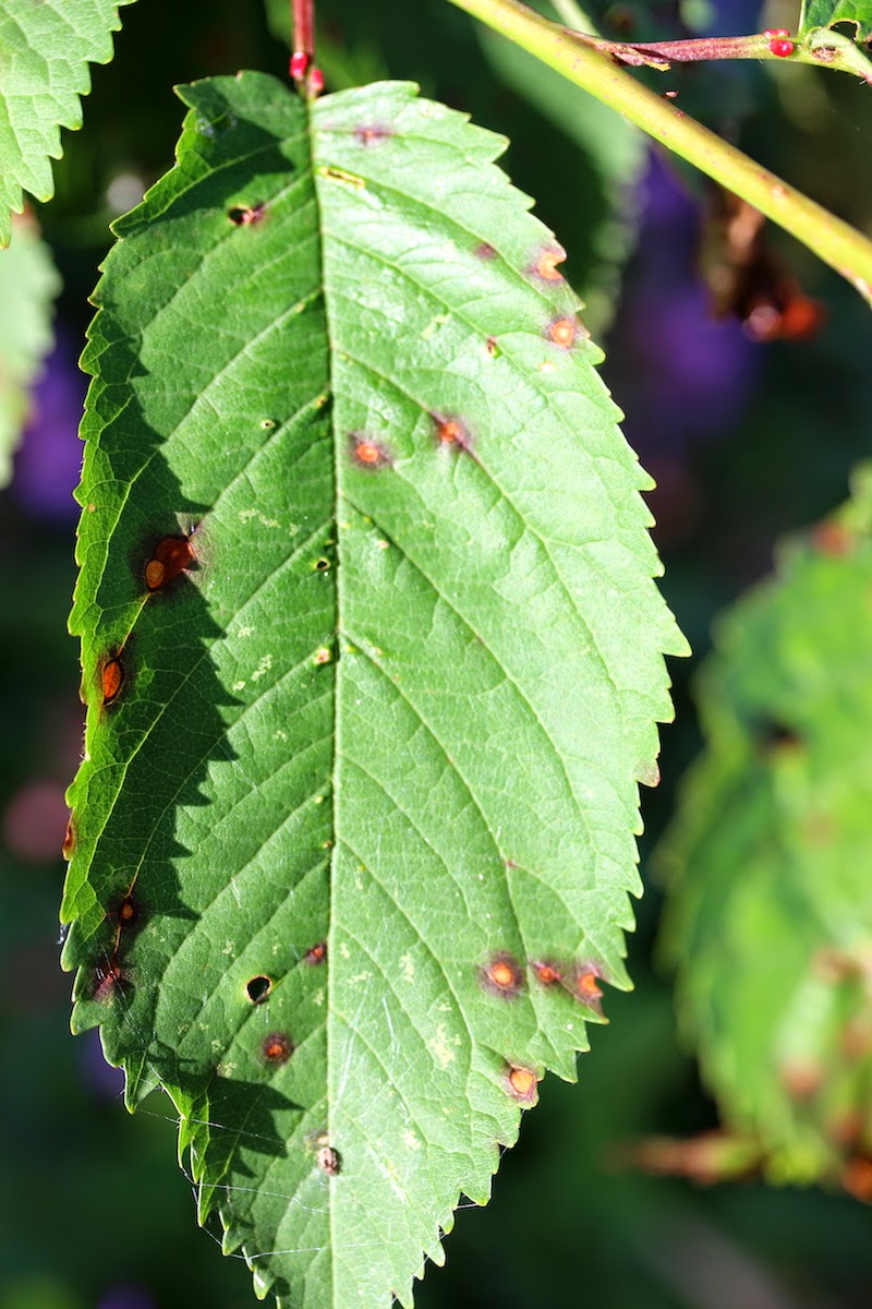 cherry leaf spot