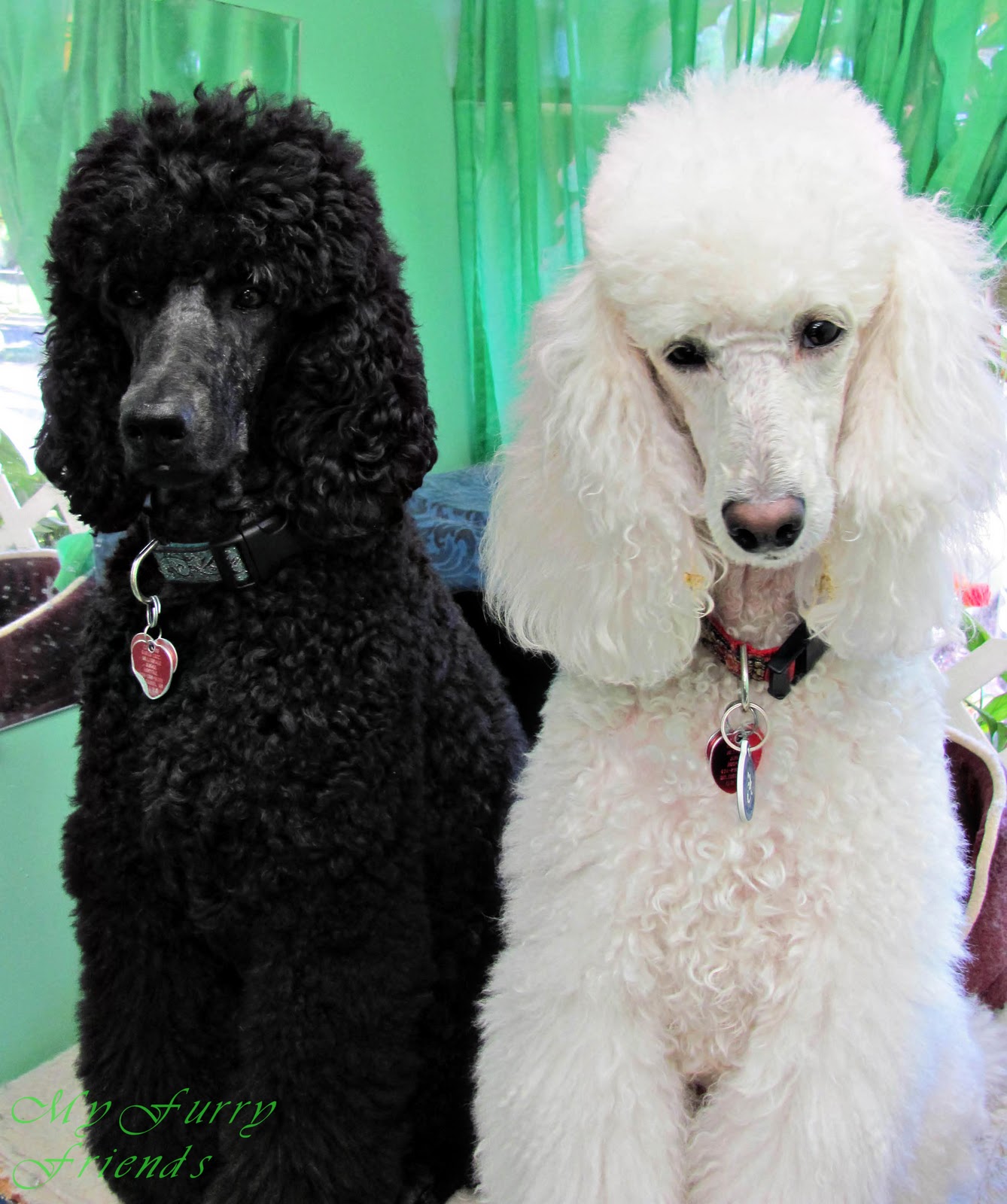 Pet Grooming The Good, The Bad, & The Furry Poodle Topknots