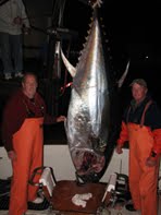 Offshore Pursuits Bluefin Tuna News