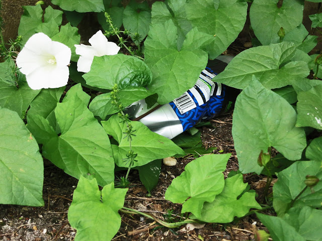 Blue and white, dented can being over-grown on path by convolvulus in flower.