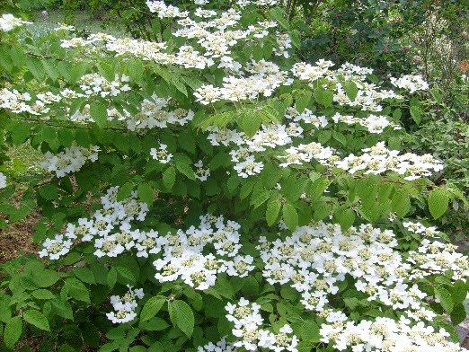 Roses Du Jardin Cheneland