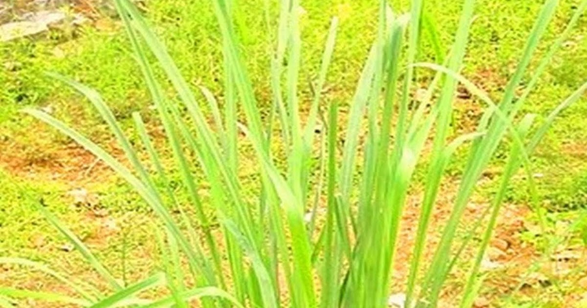 Konkani Foodie Lemon Grass (Takka Tana/ Gavathi Chaha/ Nimbe Hullu)