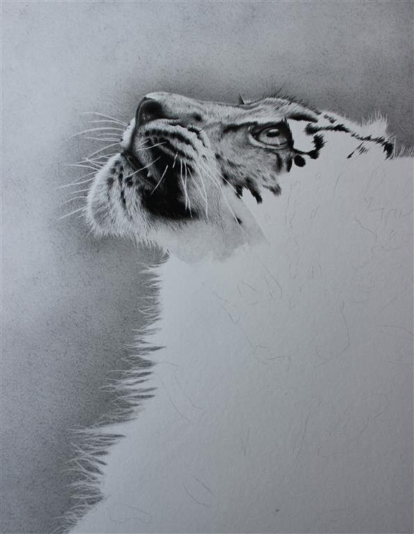 Clive Meredith Wildlife Art: New graphite/carbon pencil drawing
