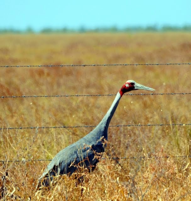 Sarus Crane 1