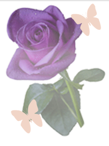 Purples Rose