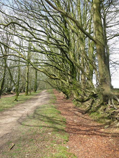 Avenue of beech trees with roots exposed.