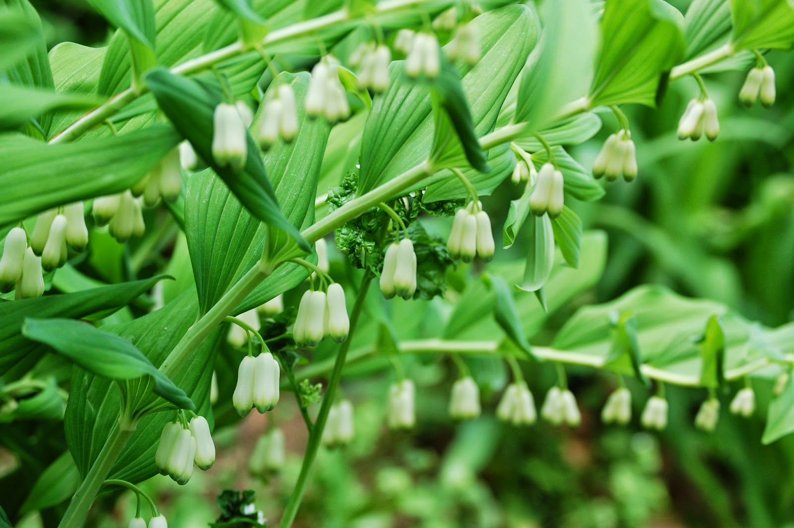 Sprouts May in Bloom in Maine