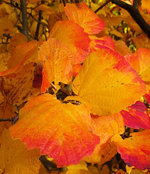 Visit My Garden Late May Stroll