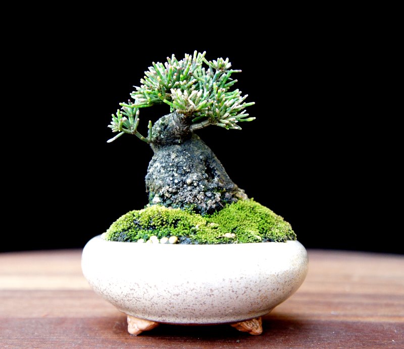 paradis express New Zealand Tea Tree Bonsai