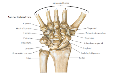 Sesamoid bones - Med Club