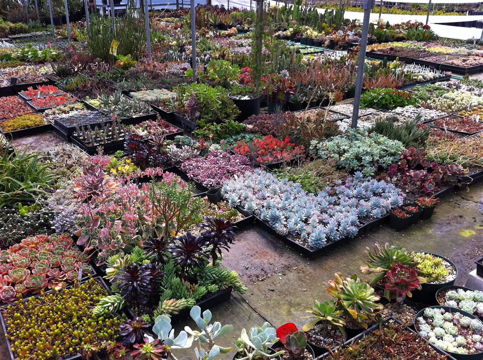 Today in the Garden... Lone Pine Gardens