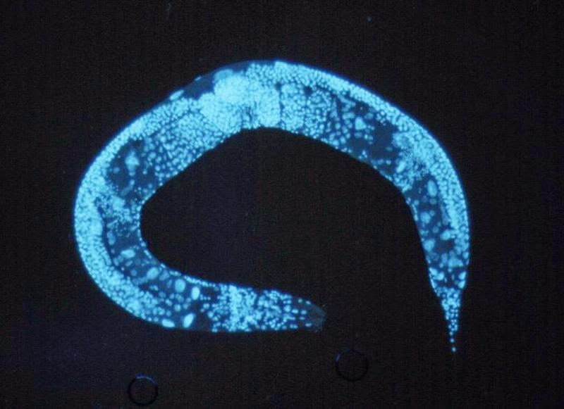 Il verme c. elegans al microscopio
