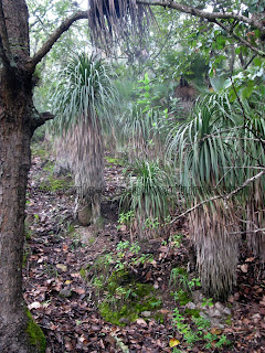 Nolina longifolia