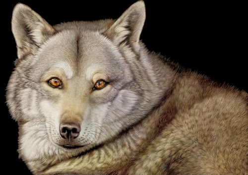 00-Wolf-Heather-Lara-Hyper-realistic-Animal-Scratchboard-Drawings-Wildlife-www-designstack-co