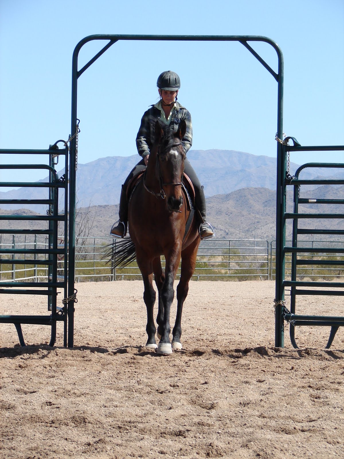 Horsemanship and re-educating a Thoroughbred