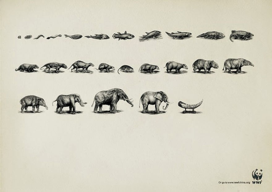 WWF: Evolution - 33 Powerful Animal Ad Campaigns That Tell The Uncomfortable Truth WWF: Evolution - 33 Powerful Animal Ad Campaigns That Tell The Uncomfortable Truth