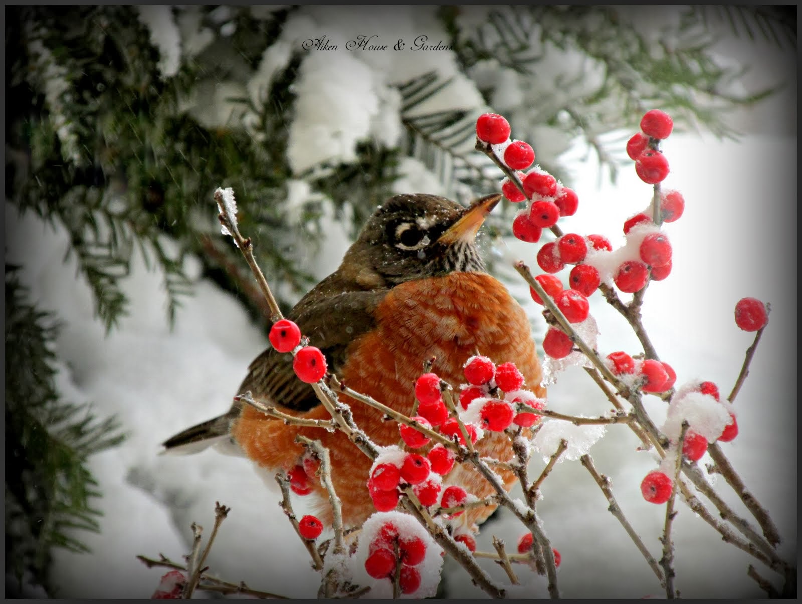 Aiken House & Gardens Winter Robins