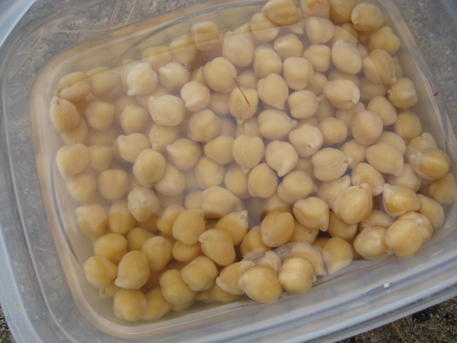 Rhode Island Carp Fishing Chick Peas Hot Bait Right Now