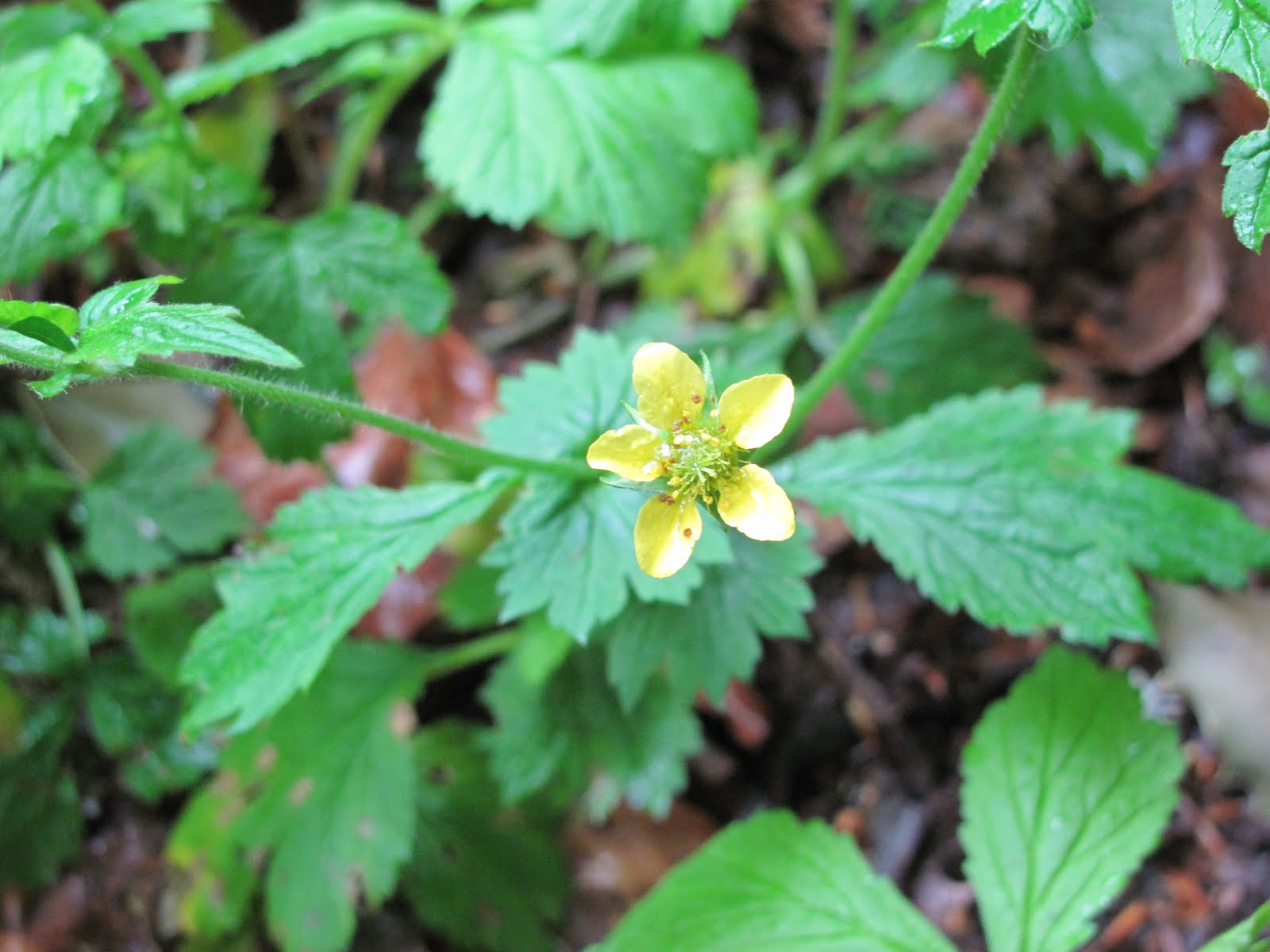Wood Avens