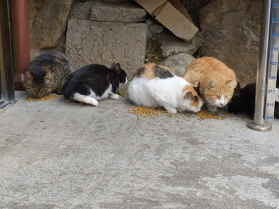 The Great Wall of China Cats