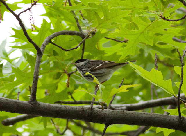 Blackpoll Warbler - Central Park, New York