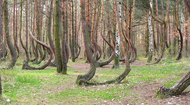 La Foresta di Alberi Curvi (Polonia) - Le Meraviglie della Natura