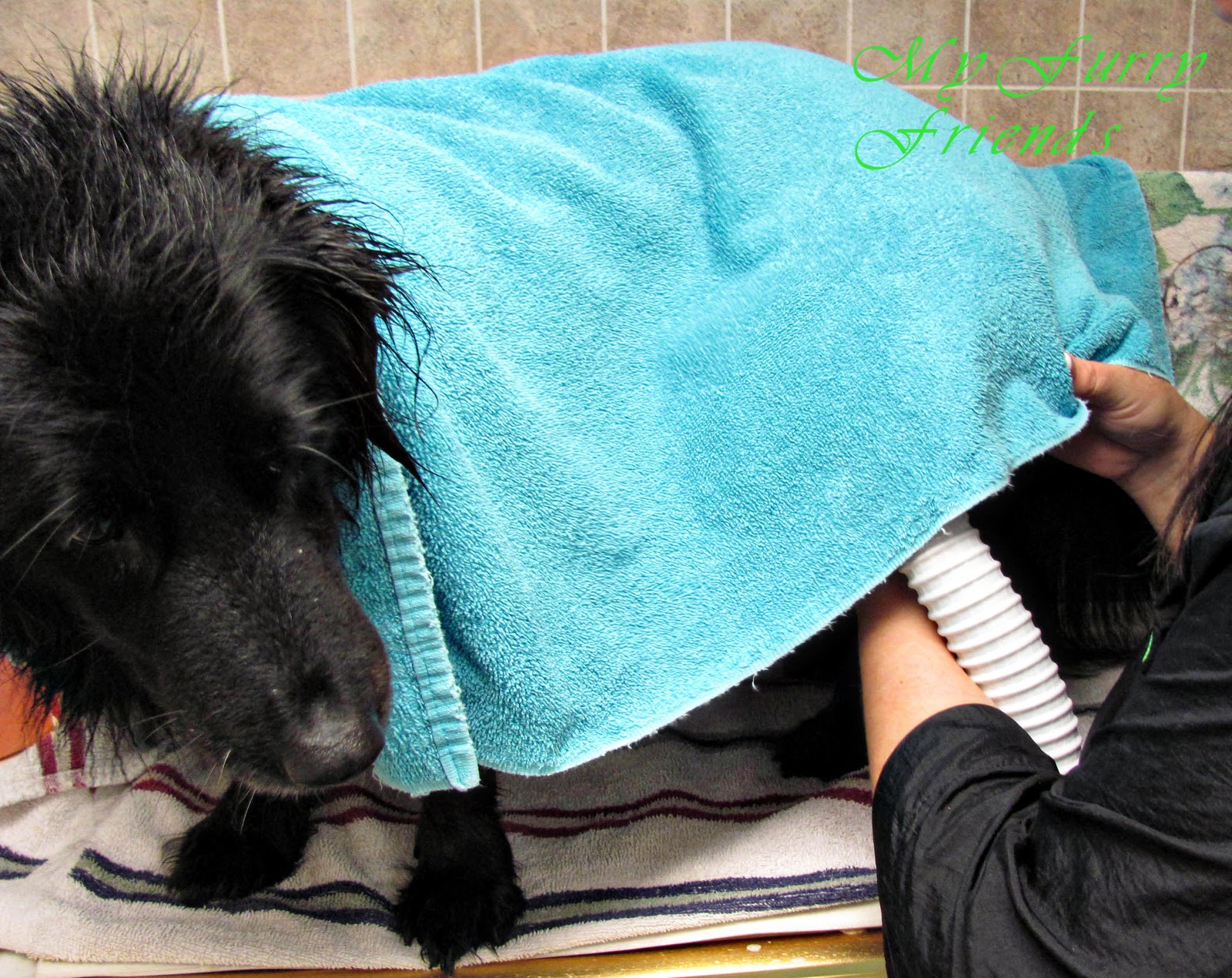 Pet Grooming The Good, The Bad, & The Furry Drying.. Answers to