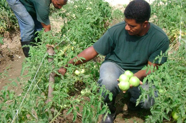 Integrarán en trabajos productivos a ex internos penitenciaros en SFM