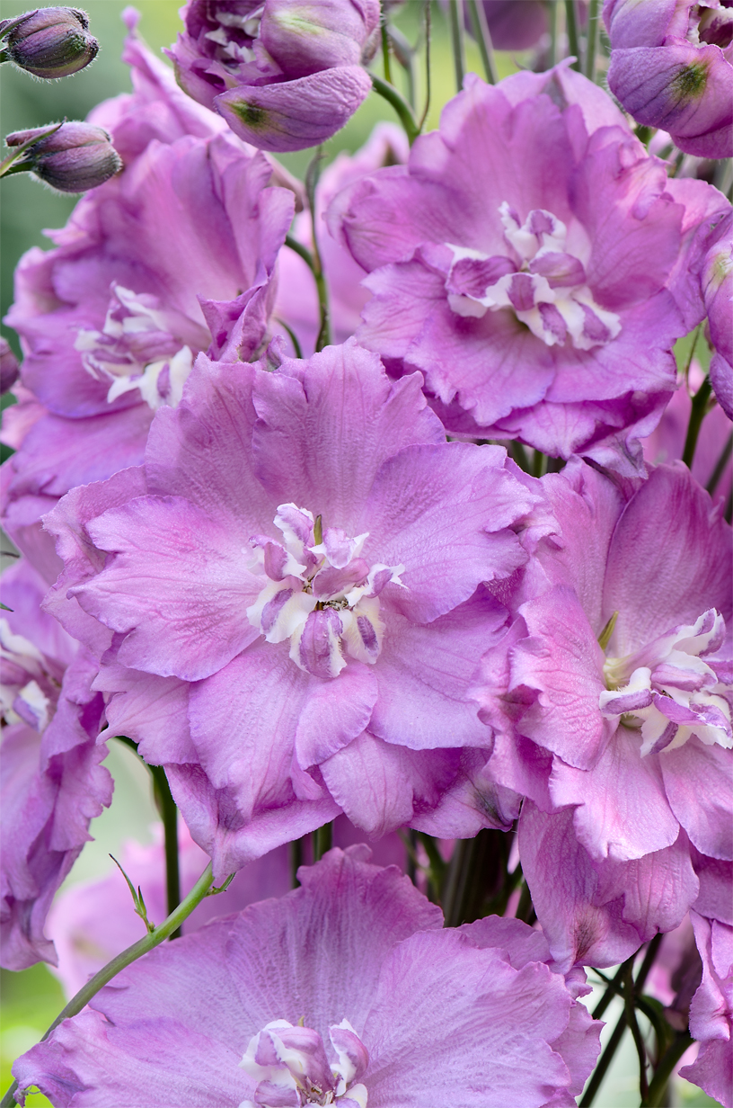 Linda Cochran's Garden: More Delphiniums