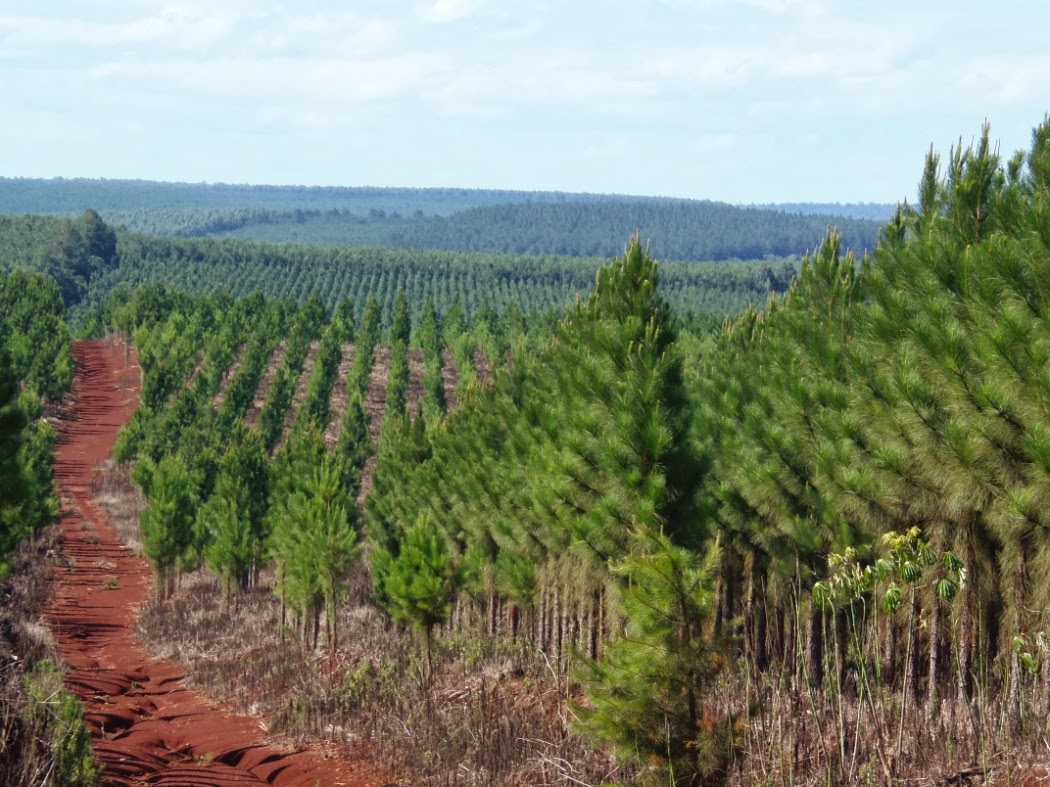 cadenas productivas traduccion nea misiones forestal las 193 reas sig y promoci 243 n de la cadenas productivas traduccion nea misiones forestal las 193 reas sig y promoci 243 n de la