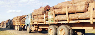 Green+Timber.jpg