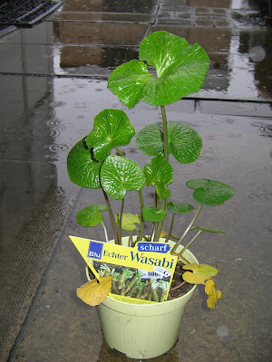 Wasabi plant. Herb