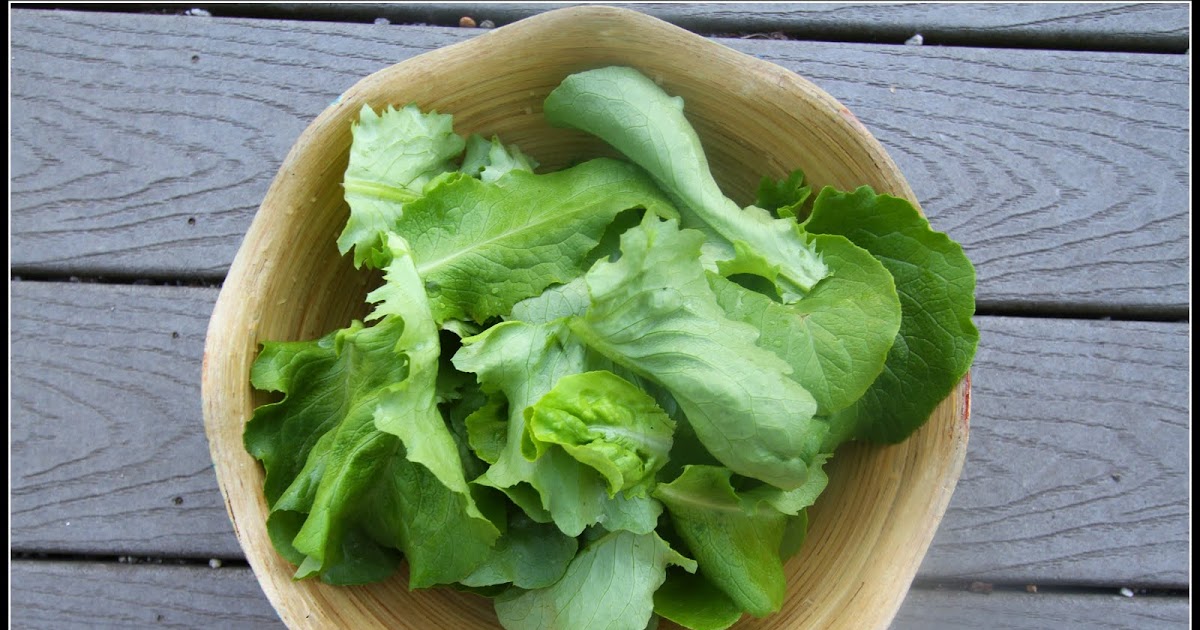Desperate Gardener Let Us Eat Lettuce