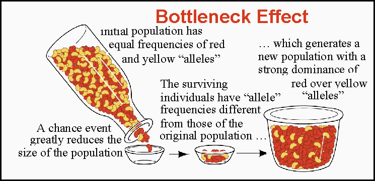 Image result for bottleneck effect example