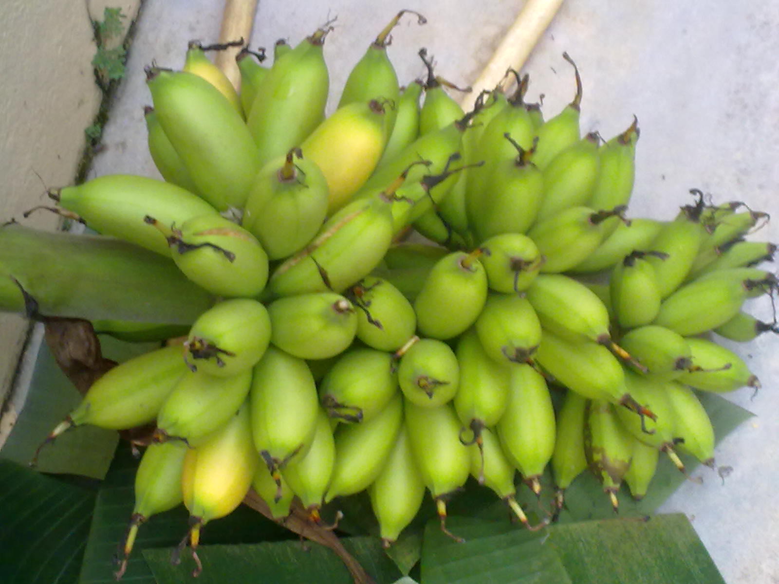 Manfaatkan masa menghasilkan kemanfaatan: Pisang Emas