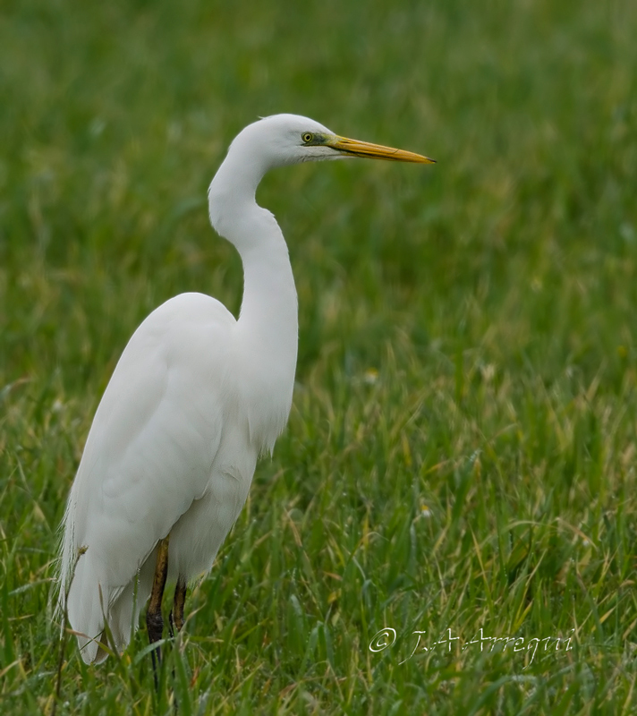 Garceta grande, Eggreta alba, Great Egret Garceta grande, Eggreta alba, Great Egret