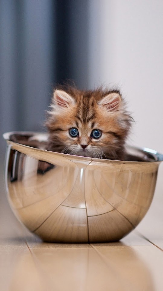 Kitty In A Bowl  Android Best Wallpaper