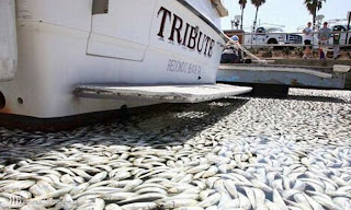 Mass fish death in California after Japan T-sunami