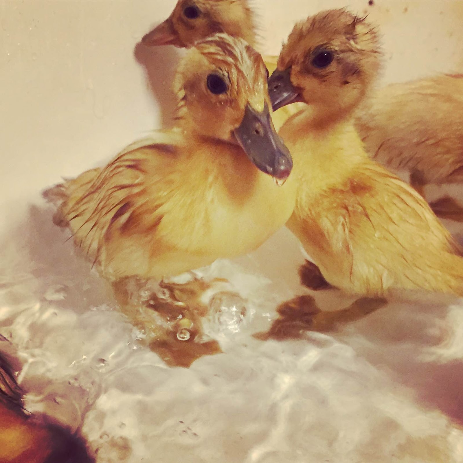 Marbles Rolling: Hatching Ducks: our experience from start to finish