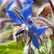 http://wild-flowers-of-europe.blogspot.nl/2014/12/borago-officinalis.html