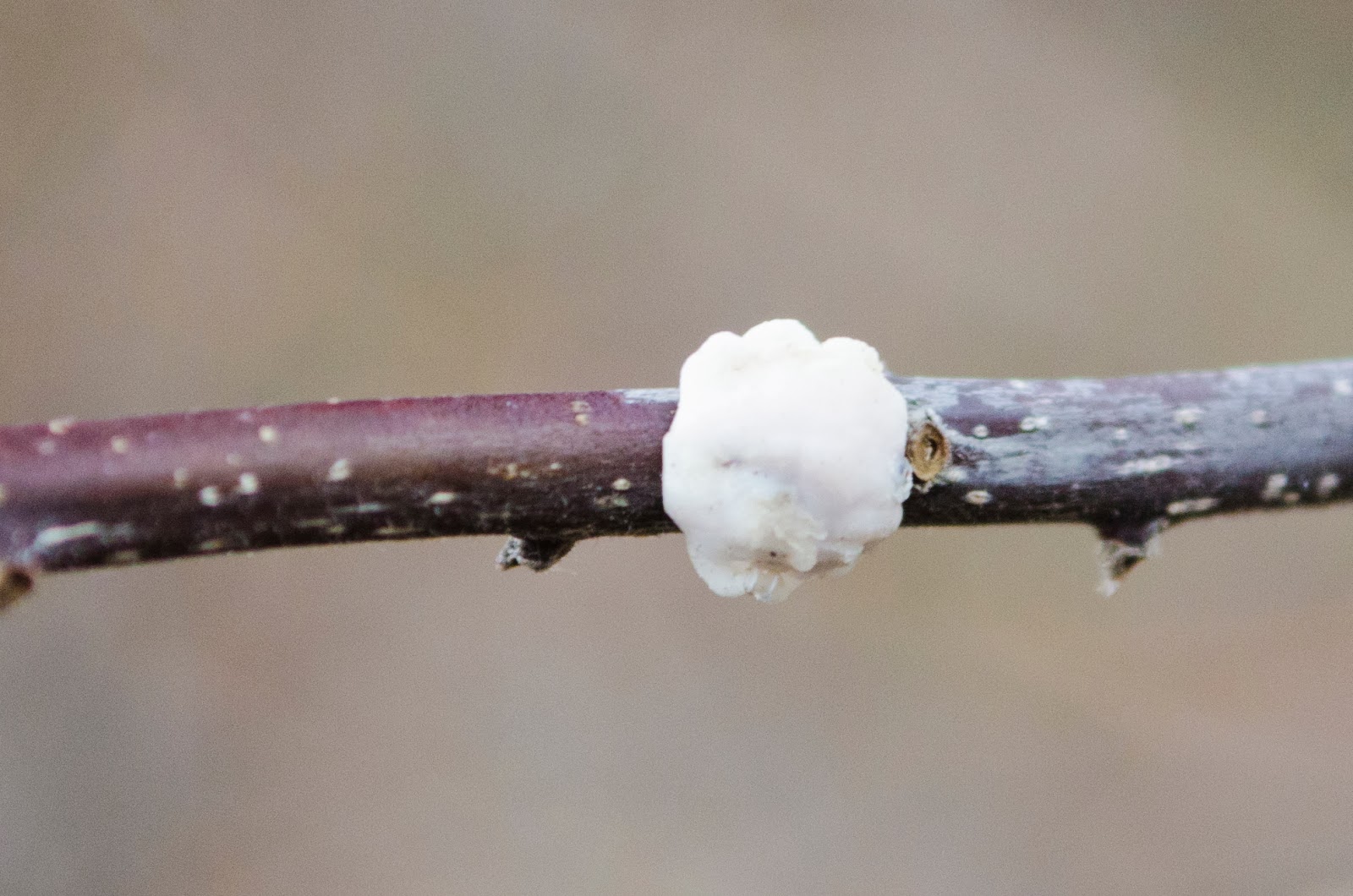 Urban Wildlife Guide Soft Wax Scale Insects